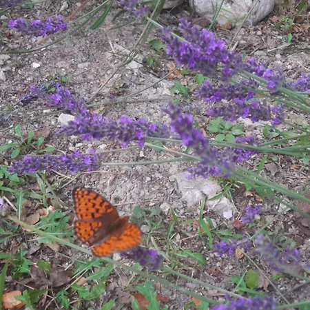 Sky&bay Apartment Plomin