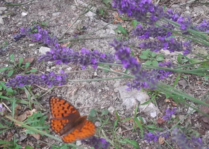 Sky&bay Lejlighed Plomin